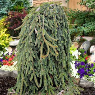 NORWAY SPRUCE, WEEPING, #6
