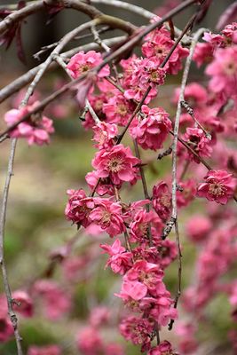 PEACH, CRIMSON CASCADE, #7