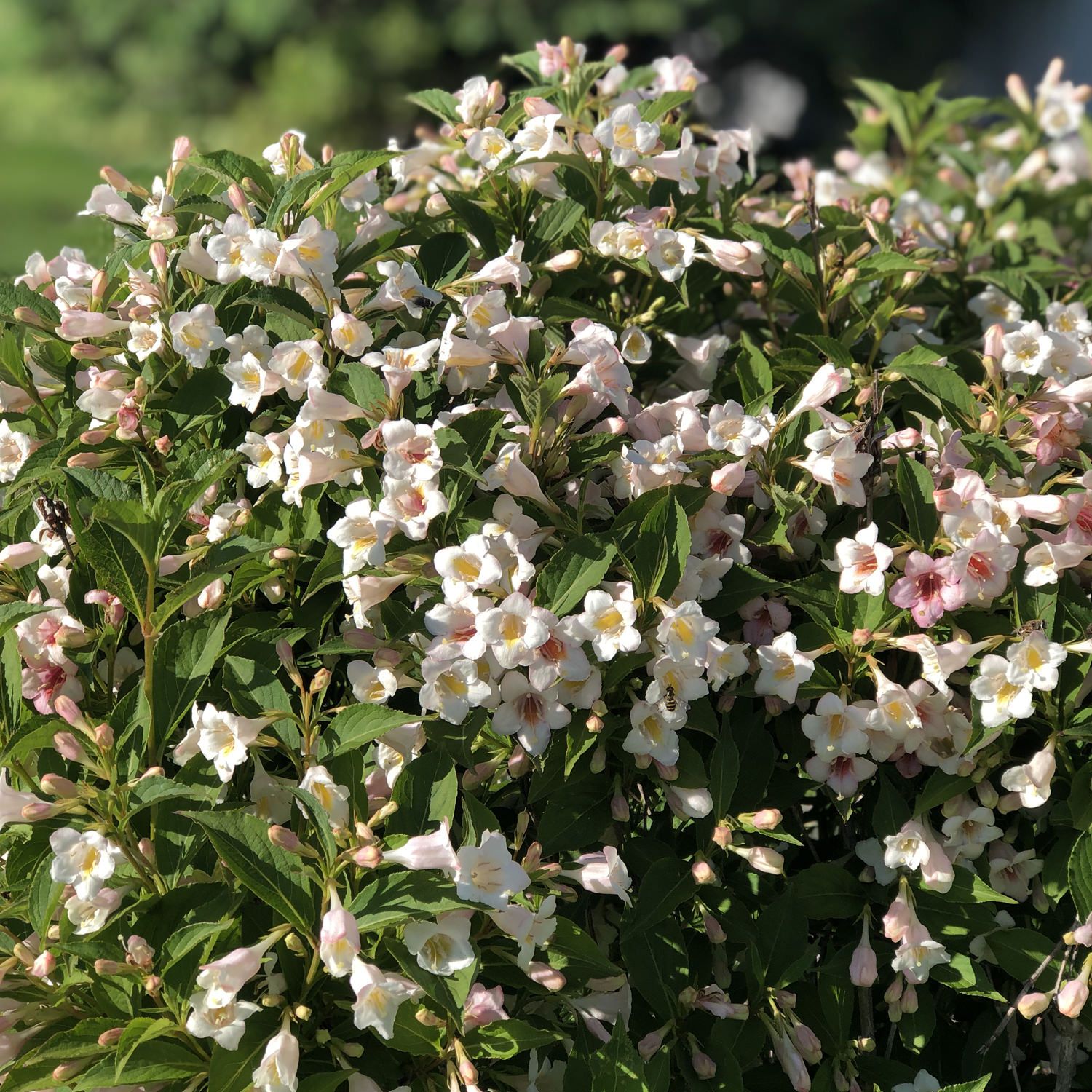 WEIGELA, SONIC BLOOM, PEARL, #3