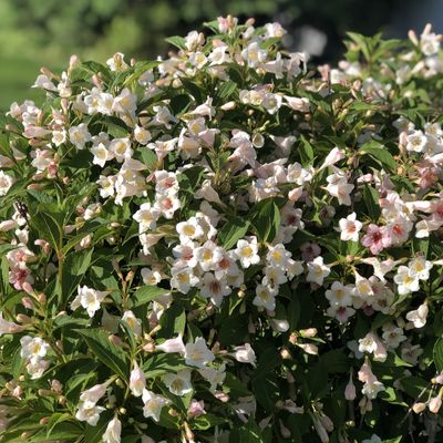 WEIGELA, SONIC BLOOM, PEARL, #3