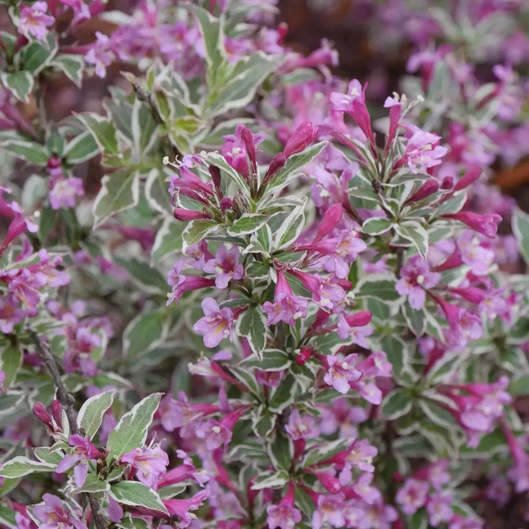WEIGELA, PURPLE EFFECT, #3