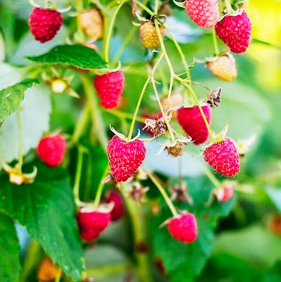 RASPBERRY, VINTAGE, #3