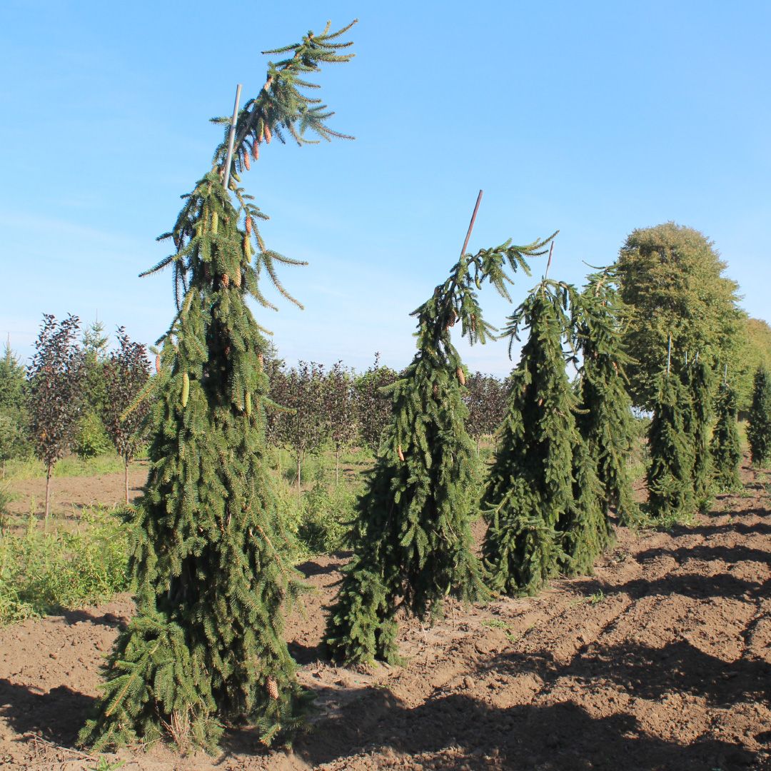NORWAY SPRUCE, PENDULA, #6