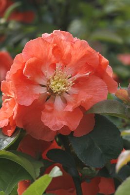 QUINCE, DBL TAKE PEACH, #3