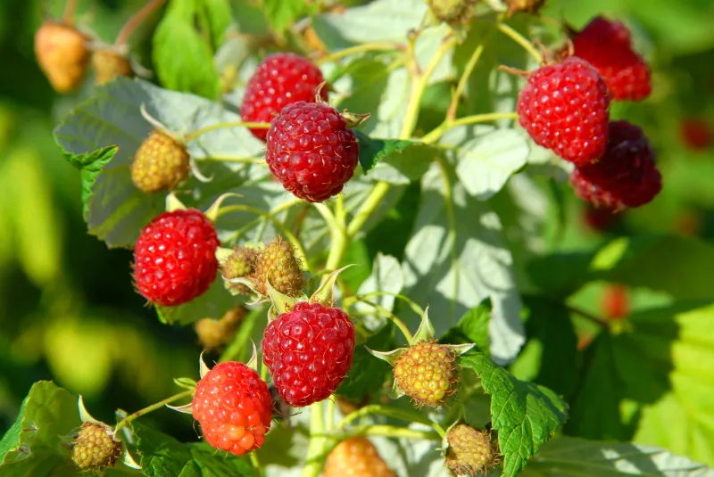 RASPBERRY, HERITAGE, #3