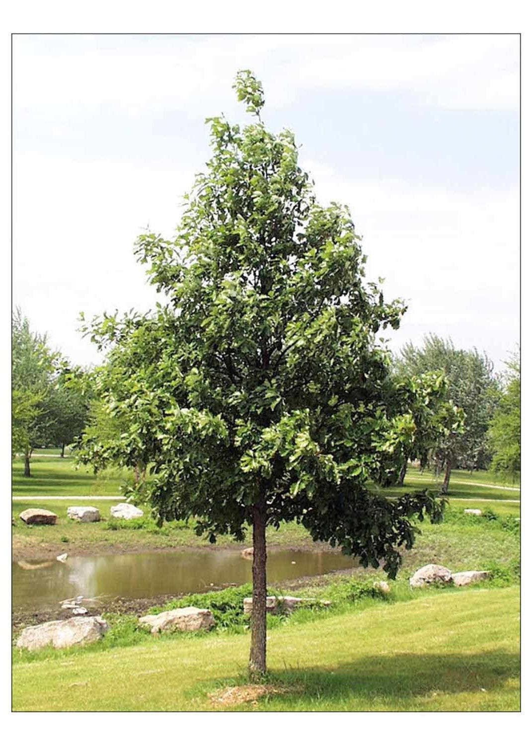 OAK, SWAMP WHITE 2.5-3.0