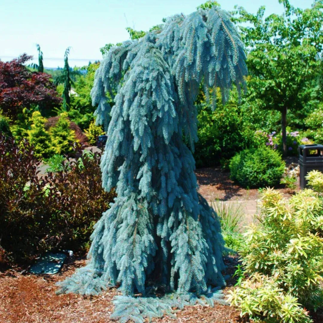 SPRUCE, WEEPING BLUE, 5-6'