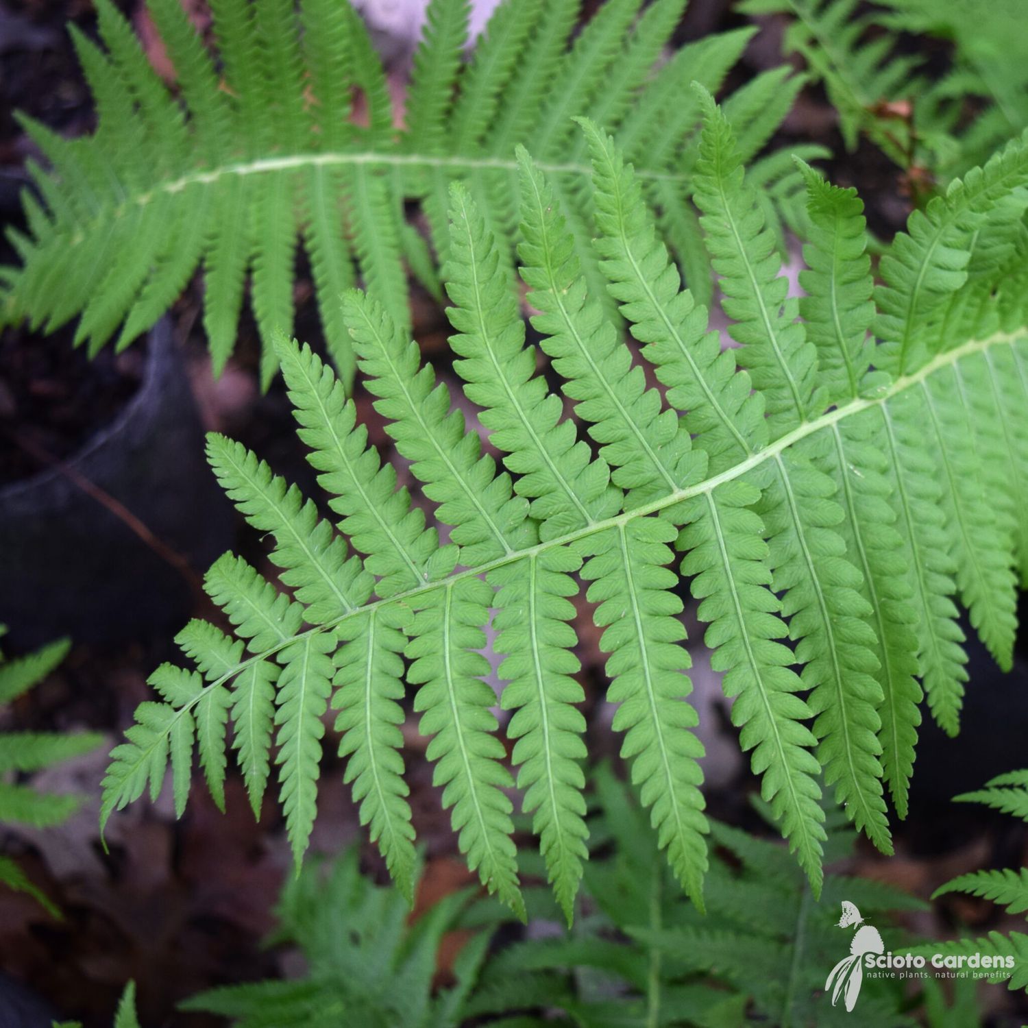 OSTRICH FERN #1