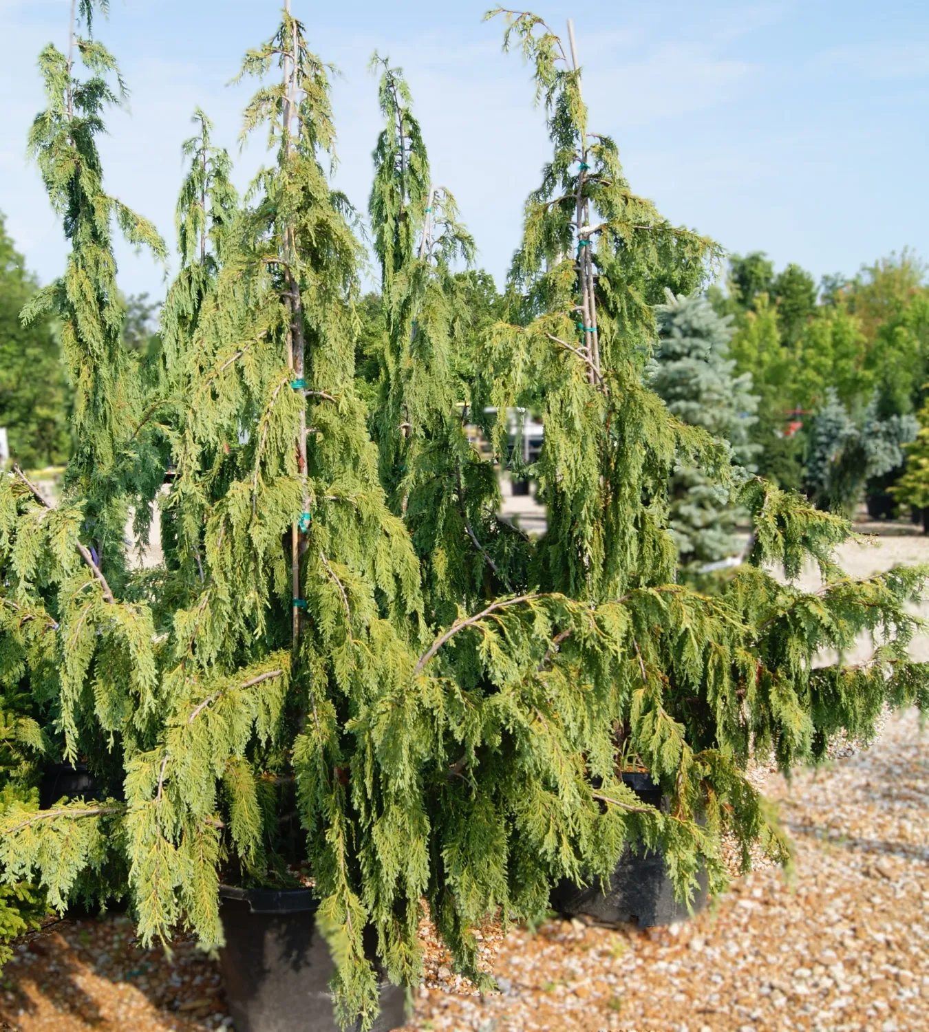 WEEPING ALASKA CEDAR, GLAUCA, #6