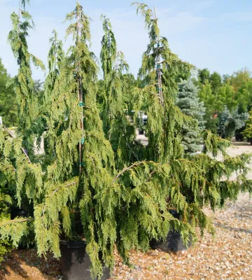 WEEPING ALASKA CEDAR, GLAUCA, #6
