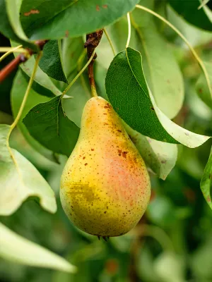PEAR, ORIENT, #10
