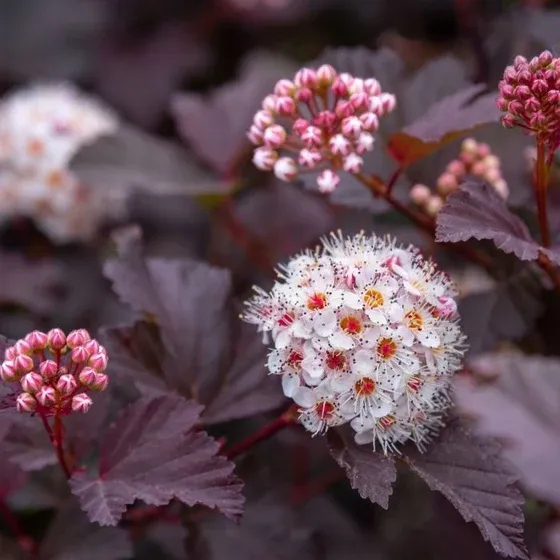 PHYSOCARPUS DIABLO #10