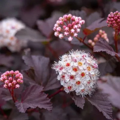 PHYSOCARPUS DIABLO #10
