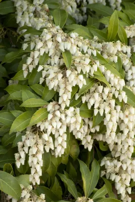 PIERIS, BROWERS BEAUTY, 24-27"
