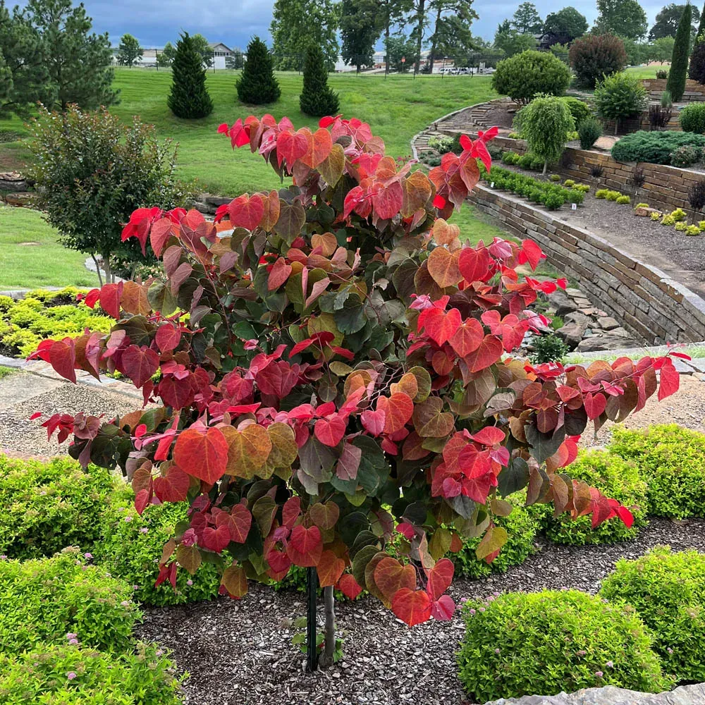 REDBUD, HEARTS A'FIRE, #7