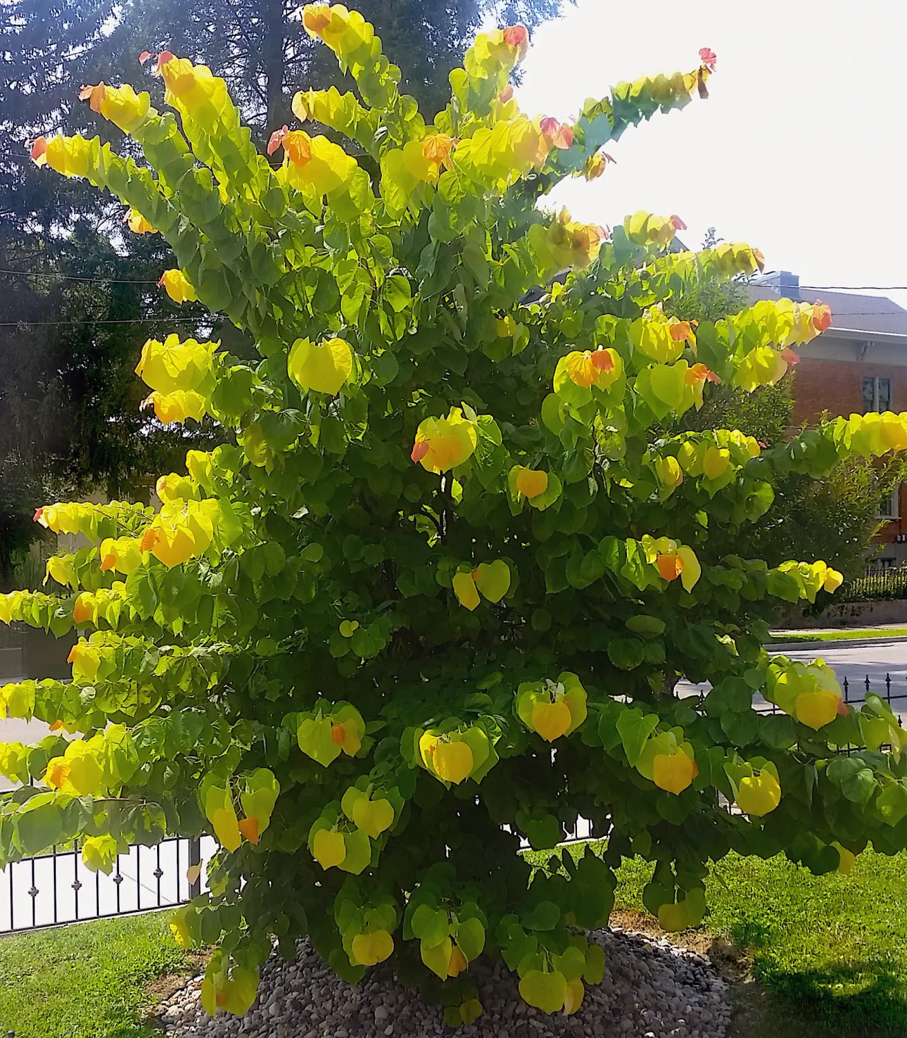 REDBUD, HEARTS OF GOLD, #15