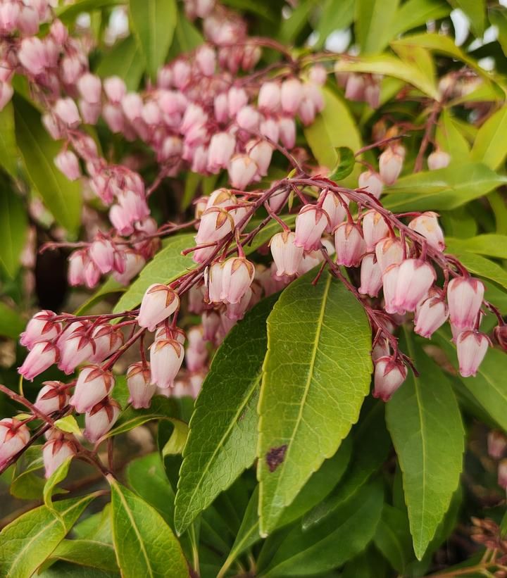 PIERIS, KATSURA, 18-21"