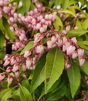 PIERIS, KATSURA, 18-21"