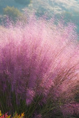 PINK MUHLY GRASS#1