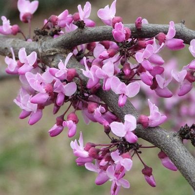REDBUD, FOREST PANSY, #15, 6-7'