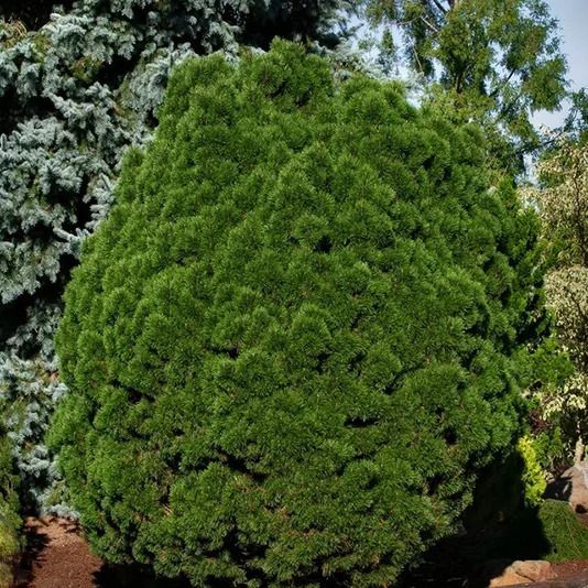 PINE, MUGO, BIG TUNA, #3