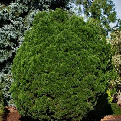 PINE, MUGO, BIG TUNA, #3