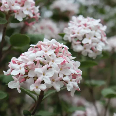 VIBURNUM, FRAGRANT SNOWBALL, #3