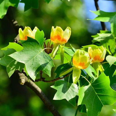 TULIP TREE, 2'BB