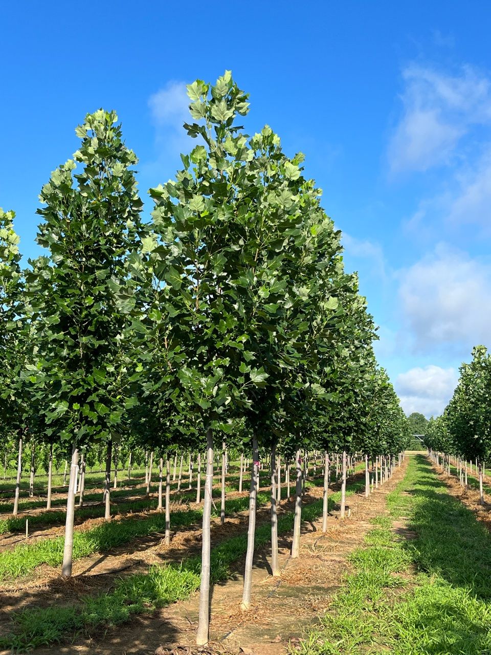 TULIP TREE, EMERALD CITY, #15