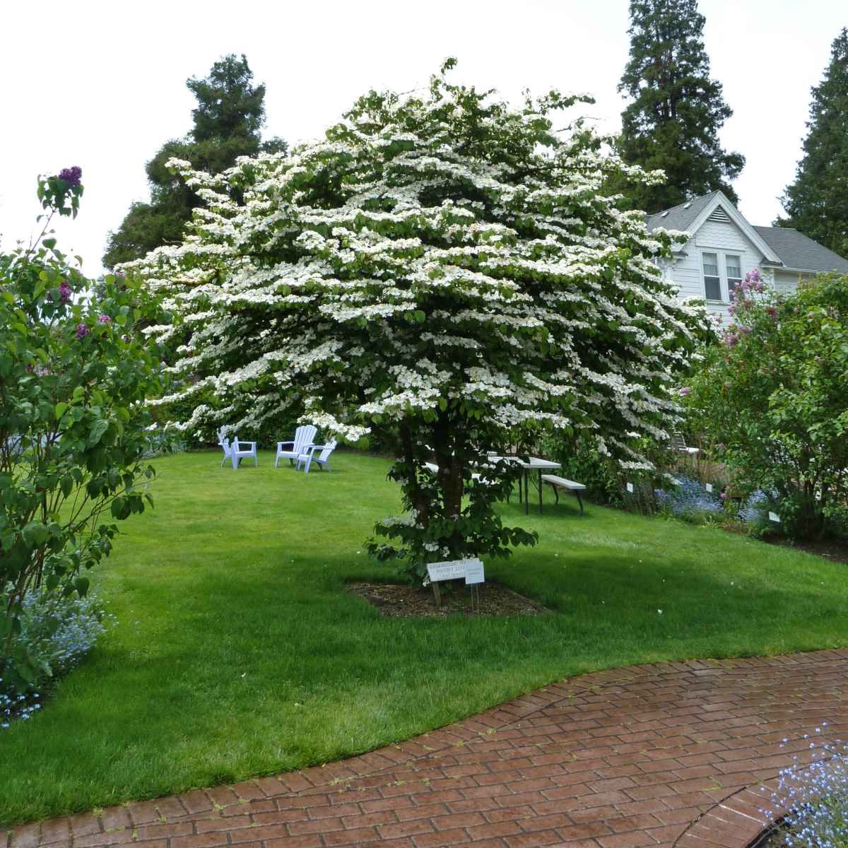 VIBURNUM, DOUBLEFILE, #10, TREE FORM