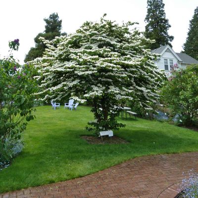 VIBURNUM, DOUBLEFILE, #10, TREE FORM