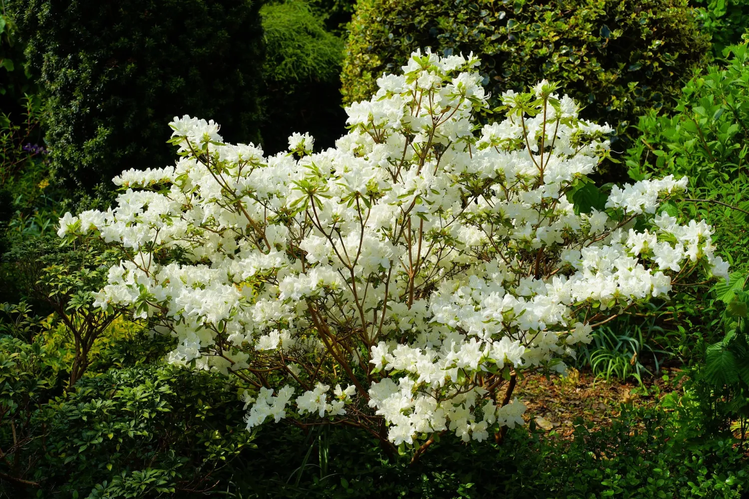 RHODO, CHIONOIDES, 27-30"