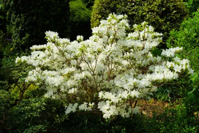 RHODO, CHIONOIDES, 27-30"