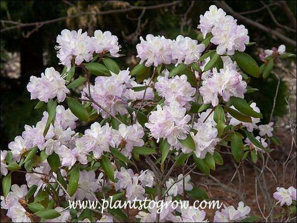 RHODY, APRIL DAWN, 18-21"