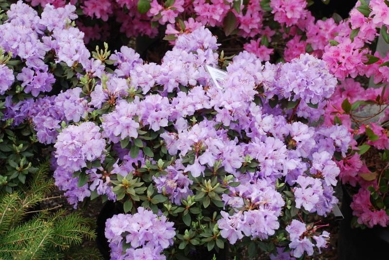 RHODY, BILOXI BLUES, 10-12"