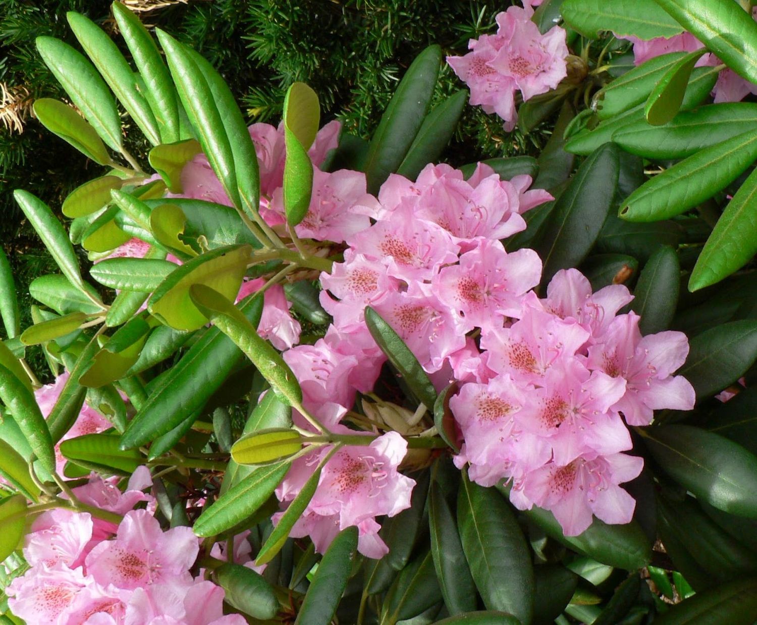 RHODY, HELSINKI, 15-18"