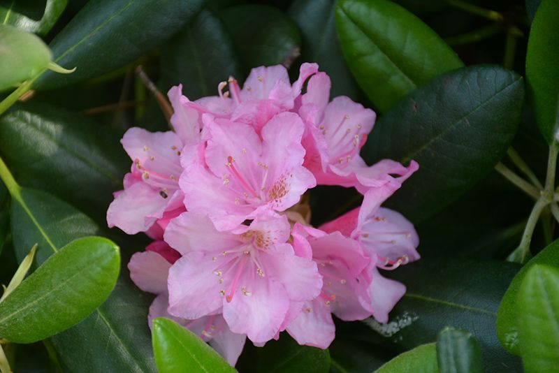 RHODY, HELSINKI, 24-27"