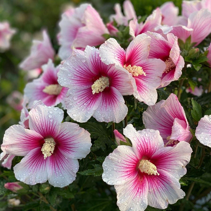 ROSE OF SHARON, PARAPLU PINK, #3