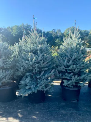 SPRUCE, FAT ALBERT, BB, 4-5'