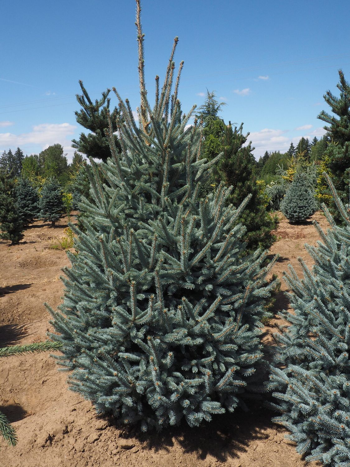 SPRUCE, BLACK HILLS, WHISKEY BLUE, BB, 4-5