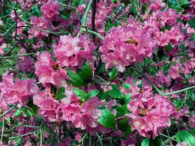 RHODY, OLGA MEZITT, 12-15"