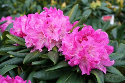 RHODY, WYANDACH PINK, 15-18"