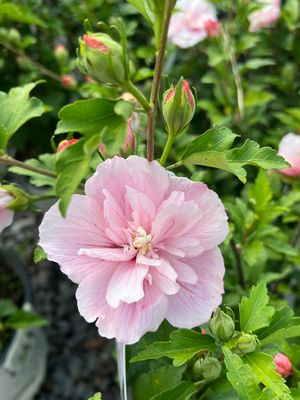 ROSE OF SHARON, PINK CHIFFON, #7 TF