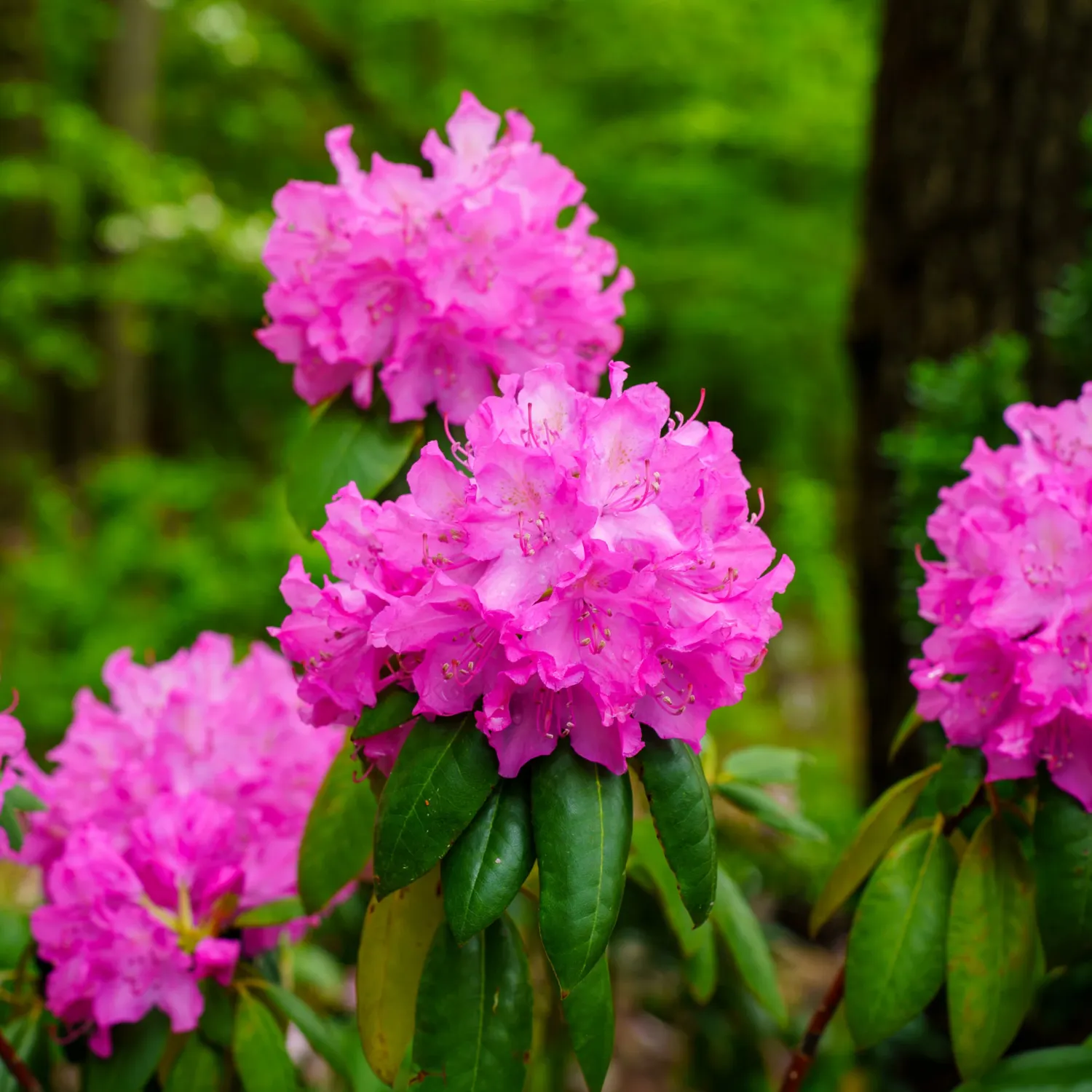 RHODY, ROSEUM ELEGANS, 18-21"