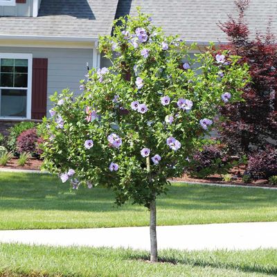 ROSE OF SHARON, PURPLE PILLAR TF #7
