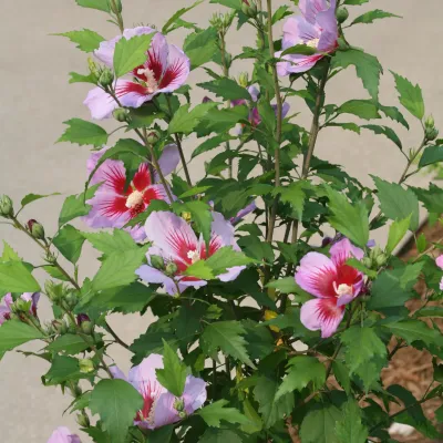 ROSE OF SHARON, PURPLE PILLAR, #3