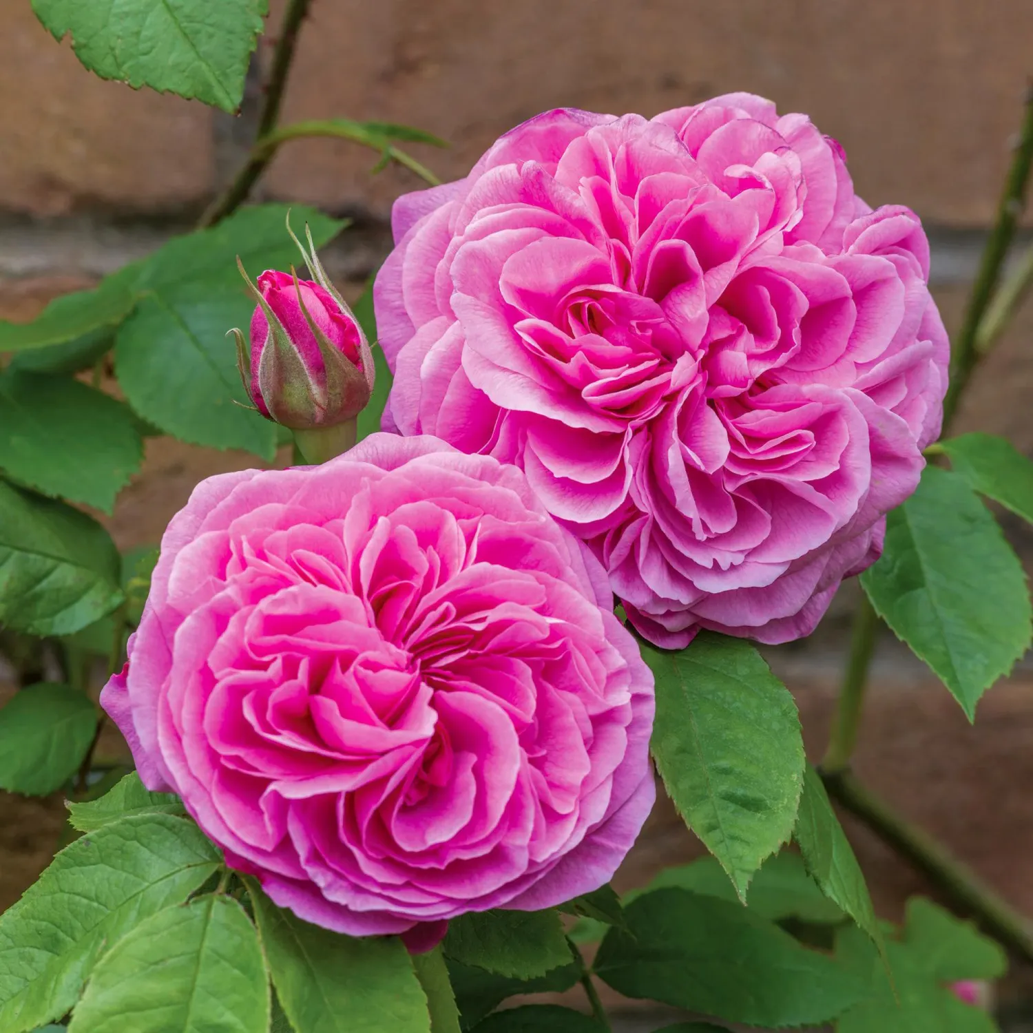 ROSE, DA, GERTRUDE JEKYLL, #3