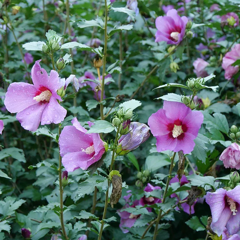 ROSE OF SHARON, PURPLE SATIN, #3