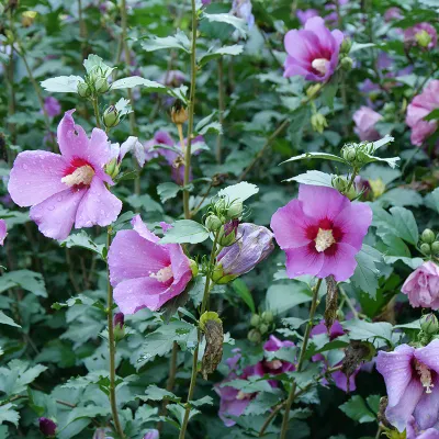 ROSE OF SHARON, PURPLE SATIN, #3