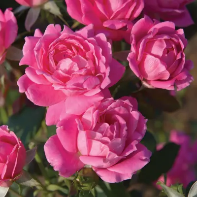 ROSE, KNOCK OUT, DOUBLE PINK, #3